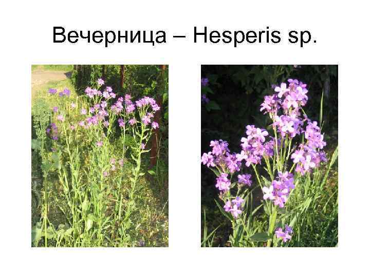 Вечерница – Hesperis sp. 