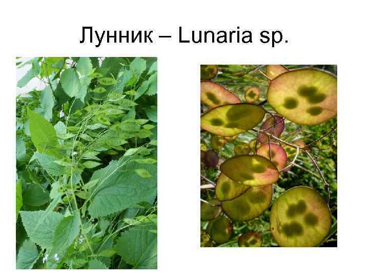 Лунник – Lunaria sp. 