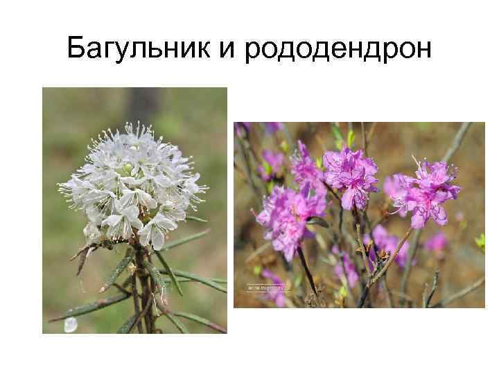 Багульник и рододендрон 