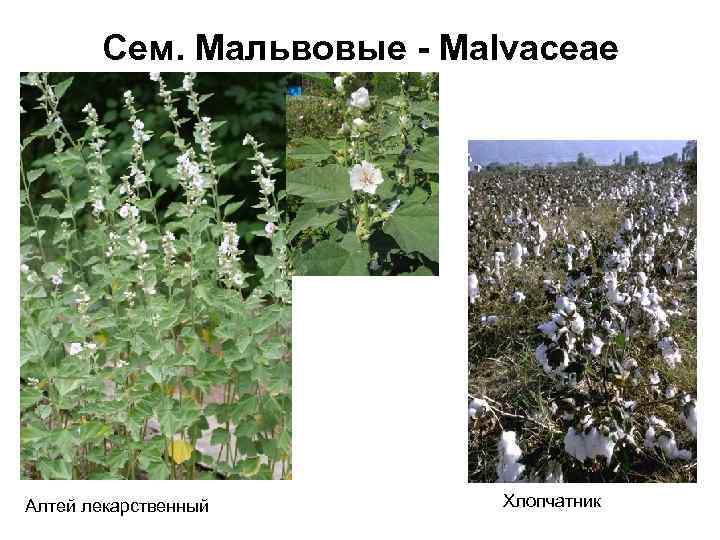 Сем. Мальвовые - Malvaceae Алтей лекарственный Хлопчатник 