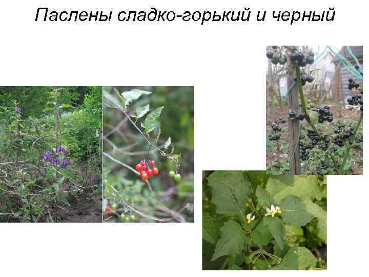 Паслены сладко-горький и черный 