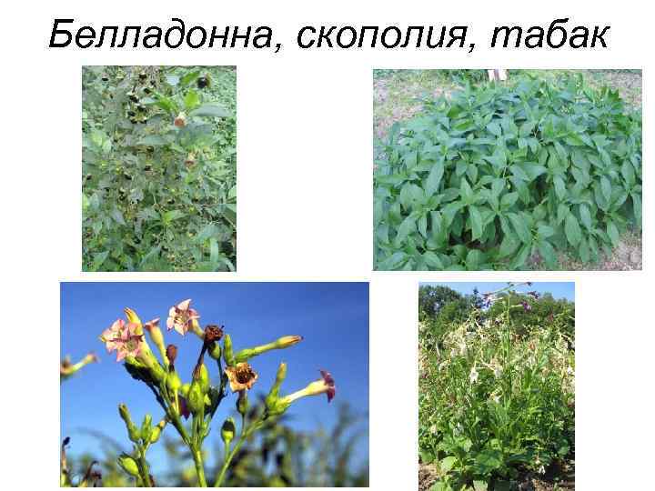Белладонна, скополия, табак 