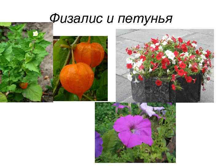 Физалис и петунья 