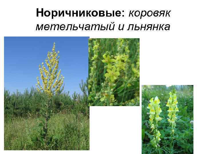 Норичниковые: коровяк метельчатый и льнянка 