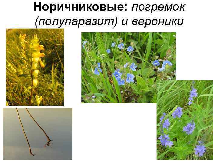 Норичниковые: погремок (полупаразит) и вероники 