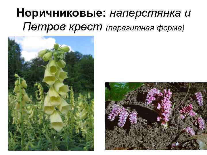 Норичниковые: наперстянка и Петров крест (паразитная форма) 