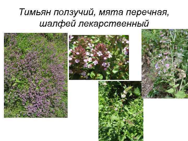 Тимьян ползучий, мята перечная, шалфей лекарственный 