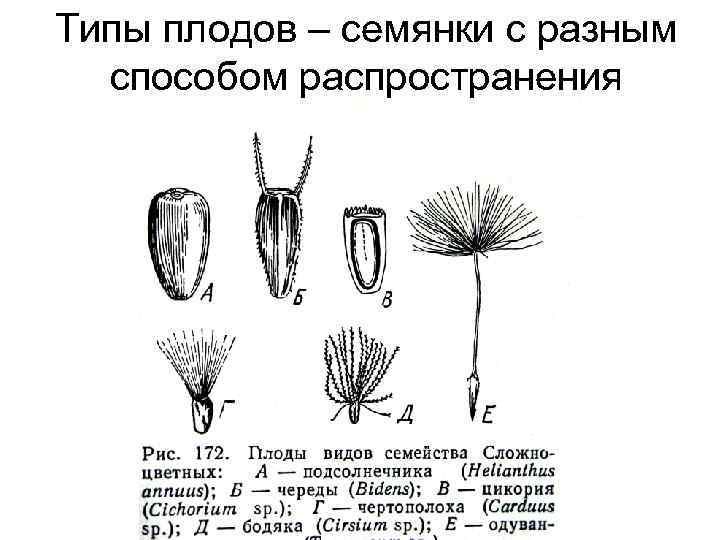 Типы плодов – семянки с разным способом распространения 