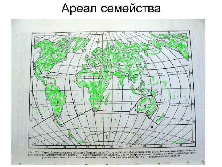 Ареал семейства 