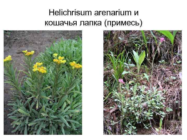 Helichrisum arenarium и кошачья лапка (примесь) 