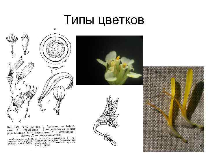 Типы цветков 