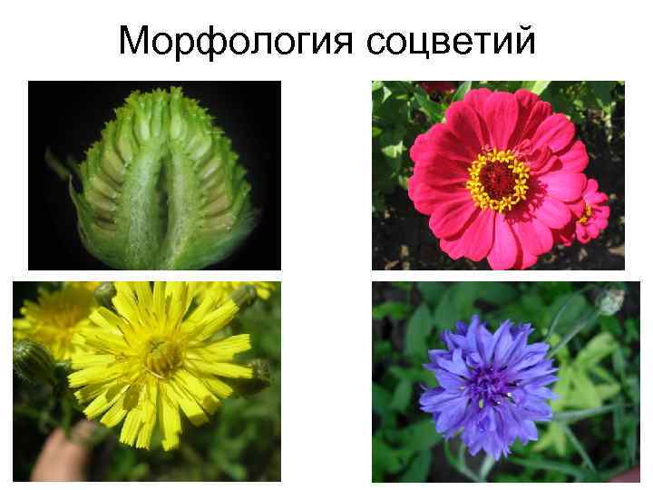 Морфология соцветий 