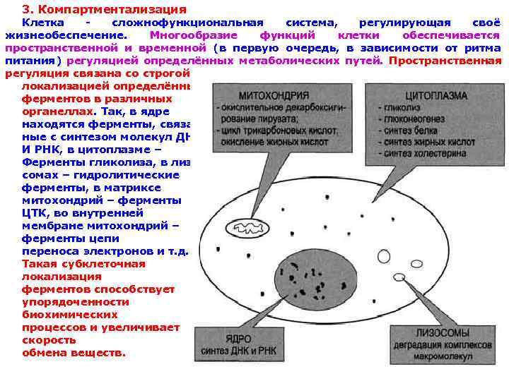 Процесс увеличения клетки. Компартментация биохимических процессов в растительной клетке. Ферментная карта клетки компартментализация. Функции клеточного компартмента. Компартментация клетки это.