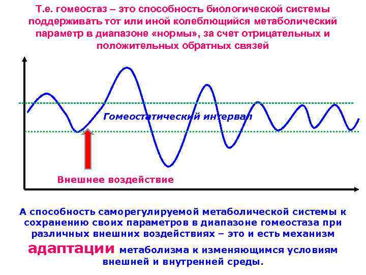  Т. е. гомеостаз – это способность биологической системы  поддерживать тот или иной