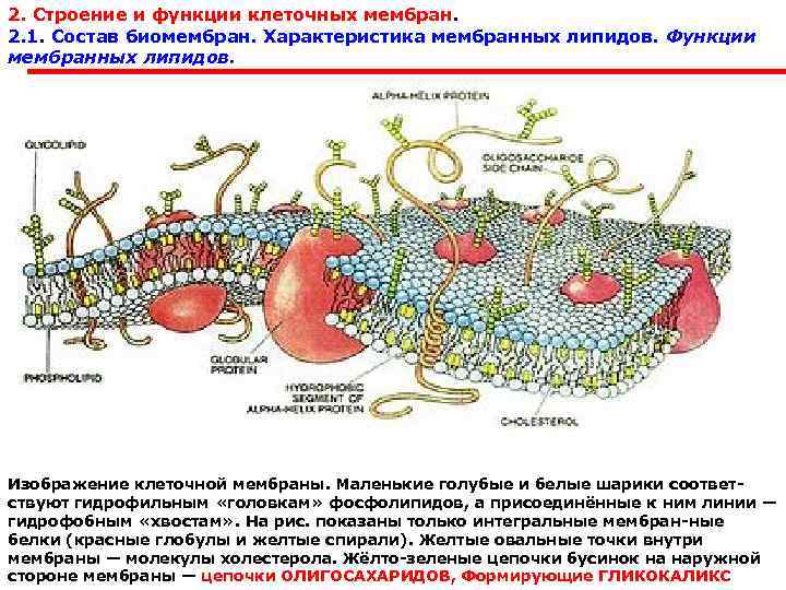 2. Строение и функции клеточных мембран.  2. 1. Состав биомембран. Характеристика мембранных липидов.