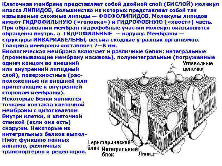 Образуют гидрофобную основу клеточной мембраны