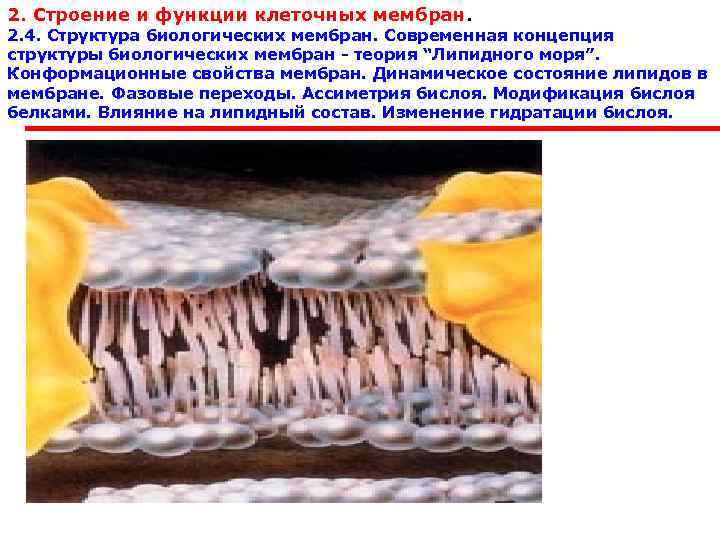 2. Строение и функции клеточных мембран.  2. 4. Структура биологических мембран. Современная концепция