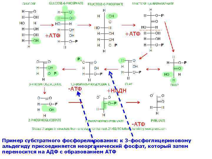    +АТФ     -АТФ  +НАДН   