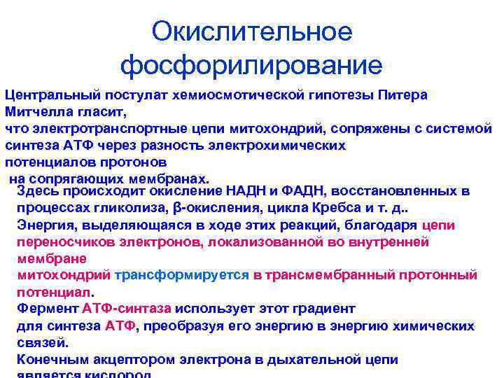     Окислительное    фосфорилирование Центральный постулат хемиосмотической гипотезы Питера