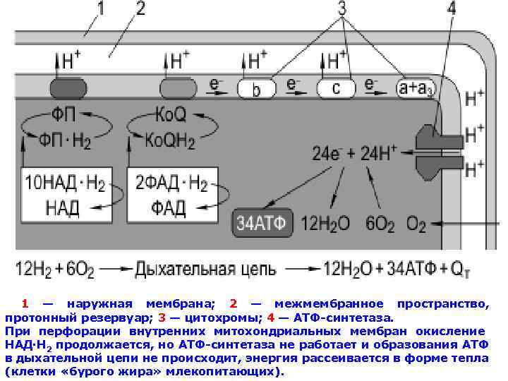   1 — наружная мембрана;  2 — межмембранное пространство,  протонный резервуар;