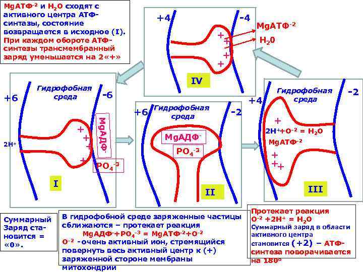 Мg. АТФ 2 и Н 2 О сходят с активного центра АТФ  