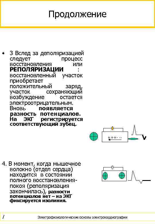     Продолжение • 3 Вслед за деполяризацией  следует  процесс