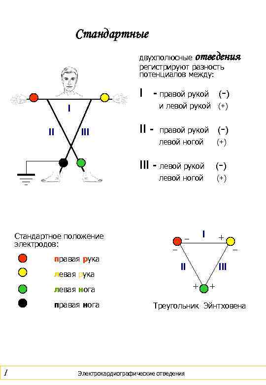      Стандартные       двухполюсные отведения