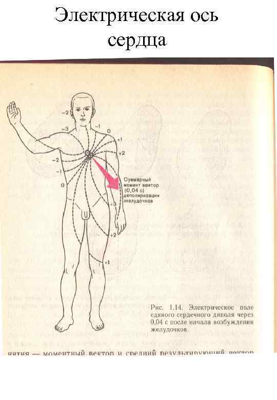 Электрическая ось сердца 