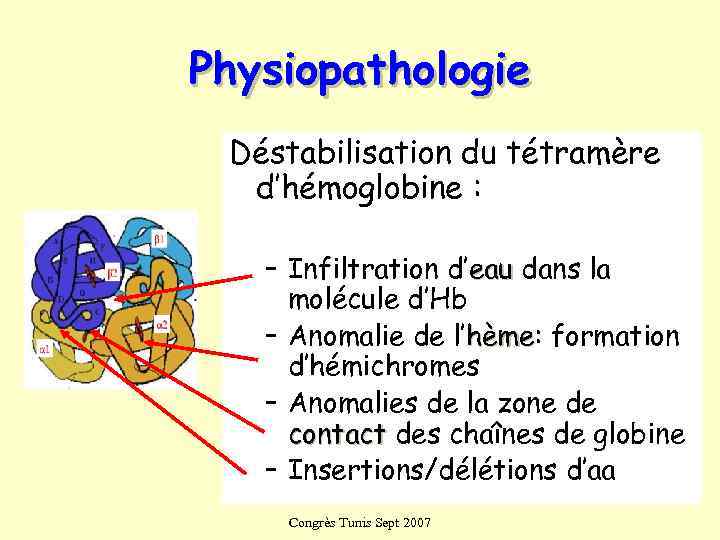 Physiopathologie Déstabilisation du tétramère  d’hémoglobine : – Infiltration d’eau dans la molécule d’Hb