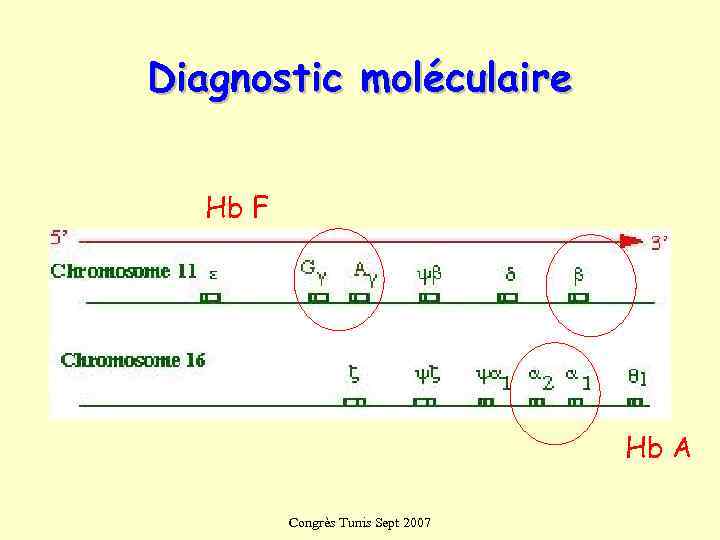 Diagnostic moléculaire Hb F    Hb A  Congrès Tunis Sept 2007