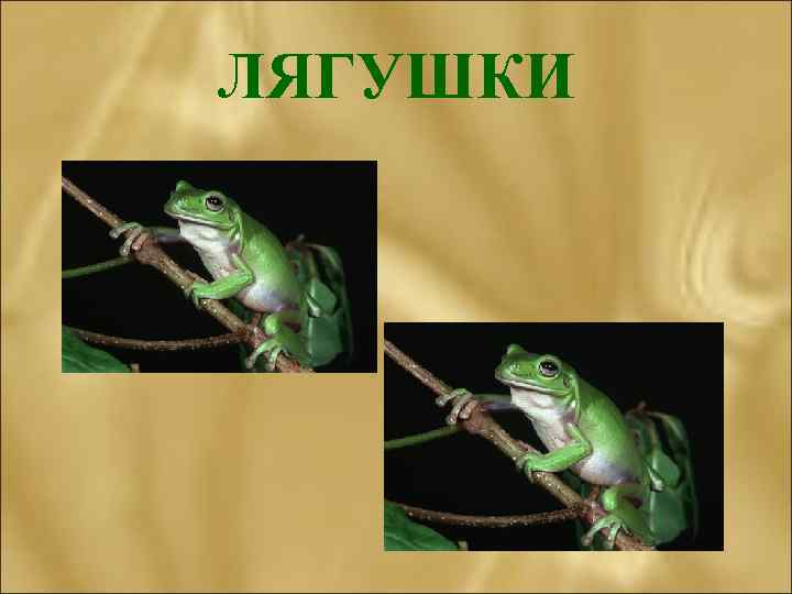 ЛЯГУШКИ 
