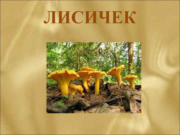 ЛИСИЧЕК 