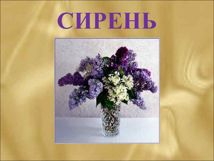 СИРЕНЬ 