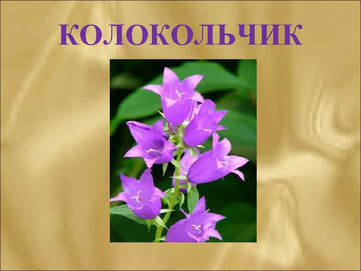 КОЛОКОЛЬЧИК 