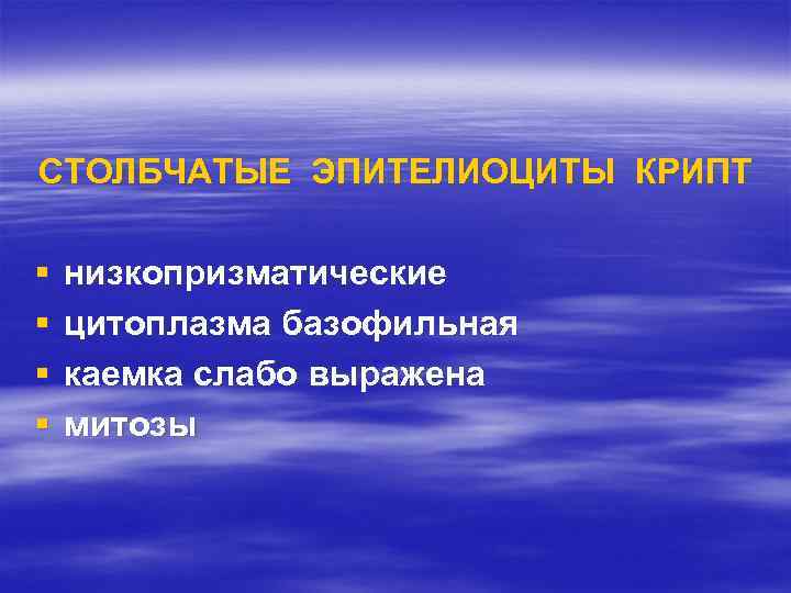 СТОЛБЧАТЫЕ ЭПИТЕЛИОЦИТЫ КРИПТ §  низкопризматические §  цитоплазма базофильная §  каемка слабо