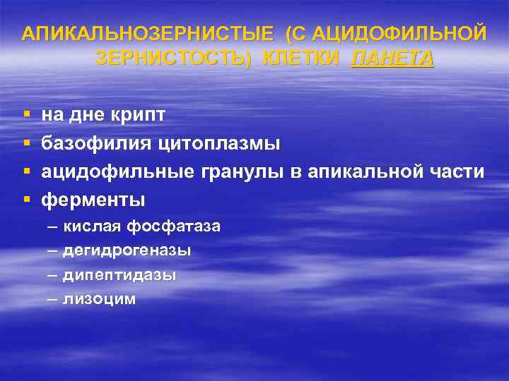 АПИКАЛЬНОЗЕРНИСТЫЕ (С АЦИДОФИЛЬНОЙ ЗЕРНИСТОСТЬ) КЛЕТКИ ПАНЕТА §  на дне крипт §  базофилия