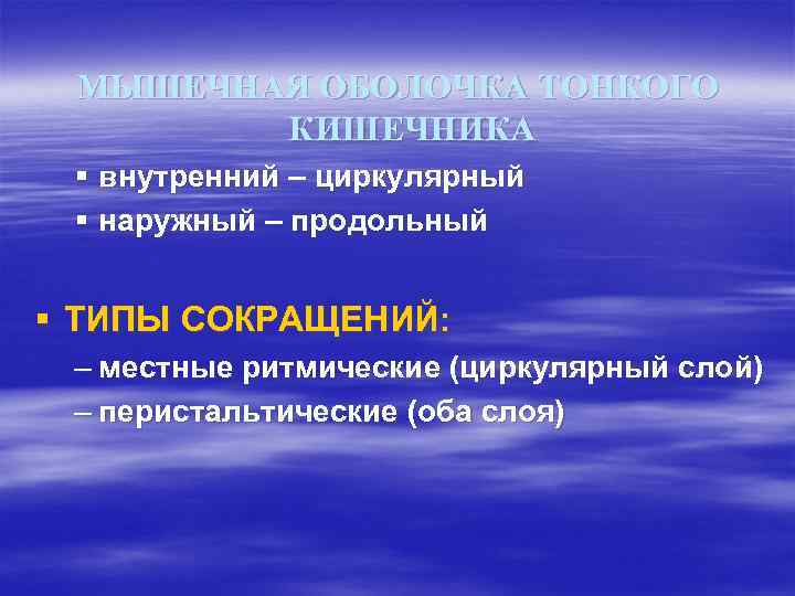  МЫШЕЧНАЯ ОБОЛОЧКА ТОНКОГО   КИШЕЧНИКА § внутренний – циркулярный § наружный –