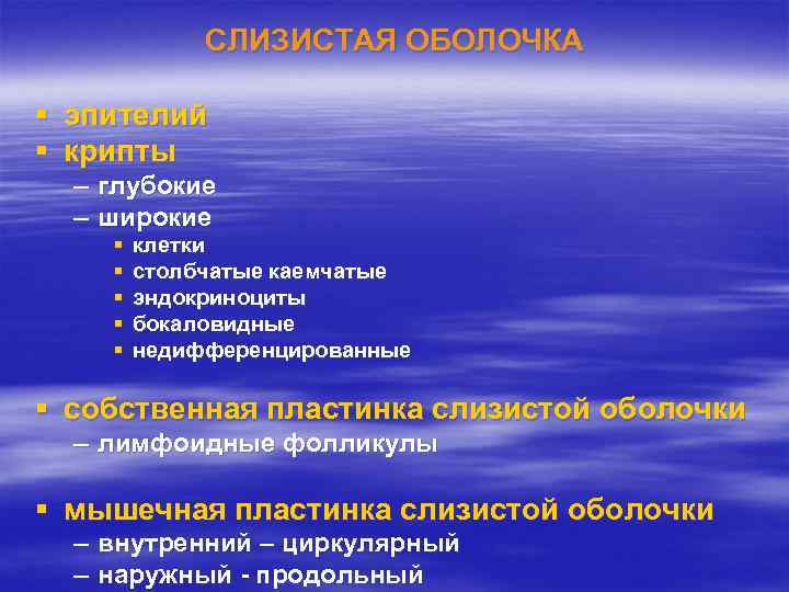     СЛИЗИСТАЯ ОБОЛОЧКА § эпителий § крипты  – глубокие 