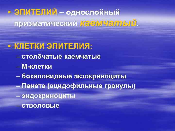 § ЭПИТЕЛИЙ – однослойный  призматический каемчатый.  § КЛЕТКИ ЭПИТЕЛИЯ:  – столбчатые