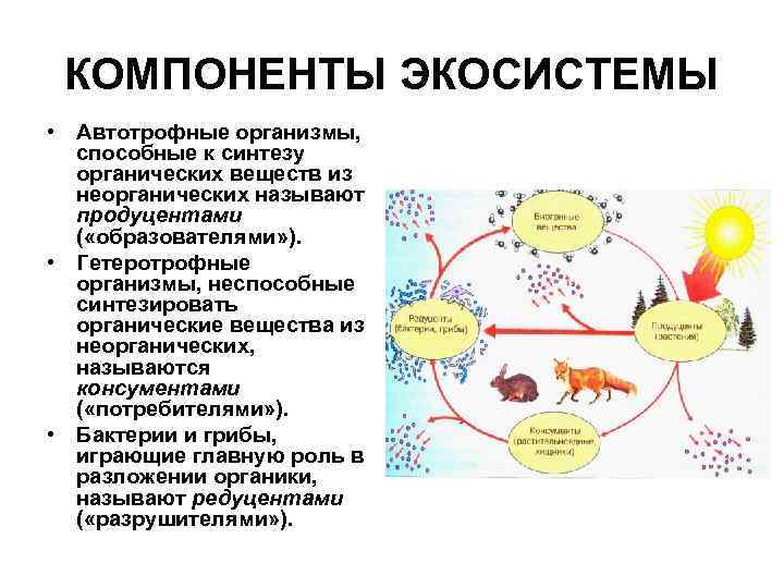 Схема компонентов экосистемы