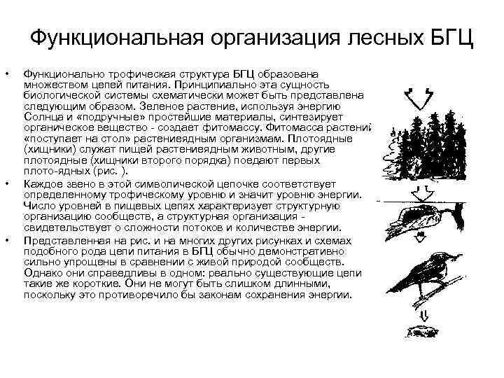  Функциональная организация лесных БГЦ •  Функционально трофическая структура БГЦ образована множеством цепей