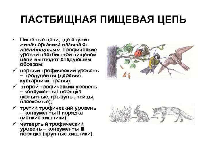 Пастбищная цепь. Детритная пищевая цепь уровни. Пастбищная пищевая цепь это выедания. Пастбищная цепочка питания. Характеристика пищевых цепей.