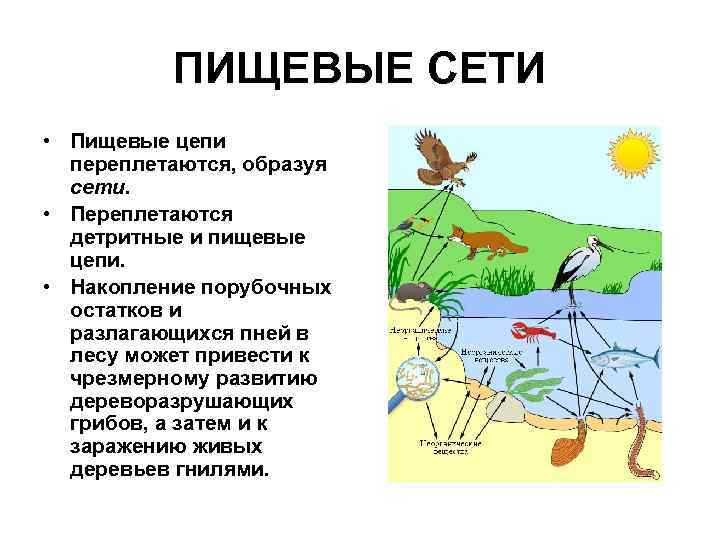    ПИЩЕВЫЕ СЕТИ • Пищевые цепи  переплетаются, образуя  сети. 