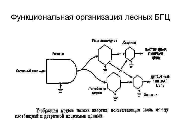 Функциональная организация лесных БГЦ 