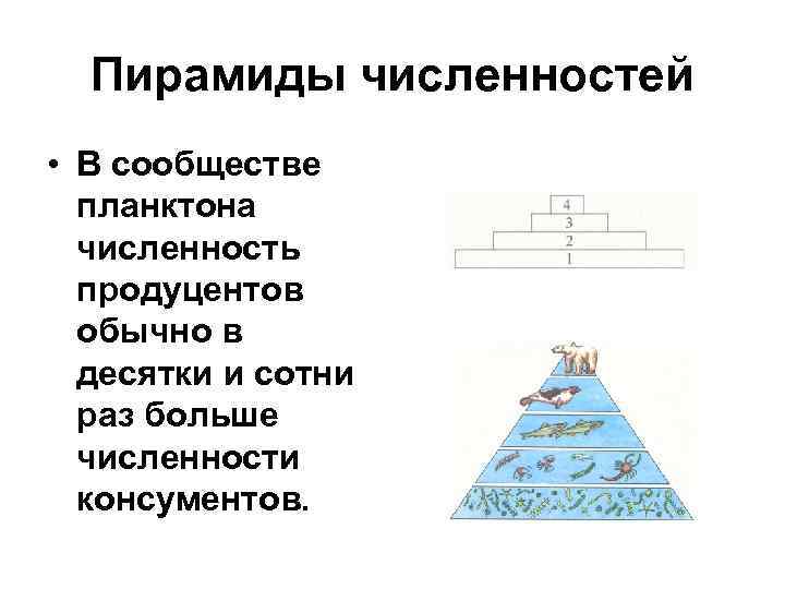  Пирамиды численностей • В сообществе  планктона  численность  продуцентов  обычно
