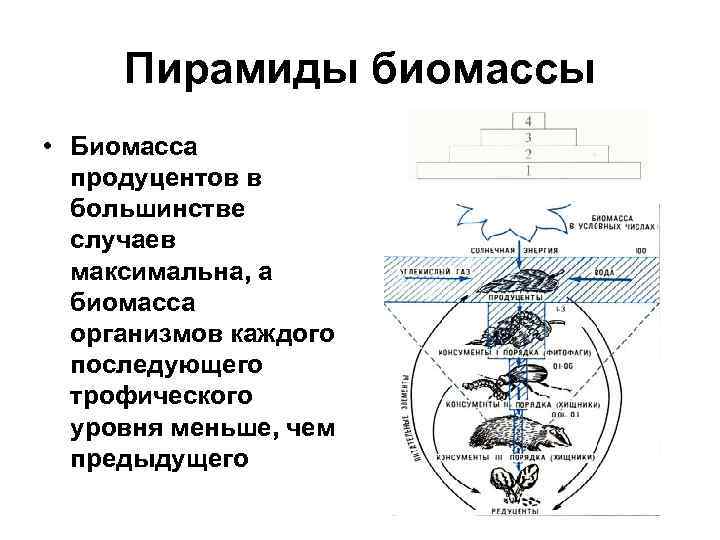 Биотические связи схема