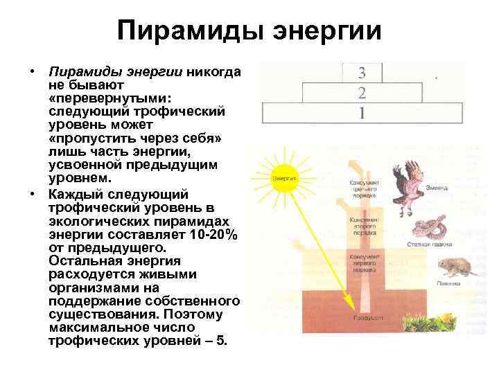   Пирамиды энергии • Пирамиды энергии никогда  не бывают  «перевернутыми: 