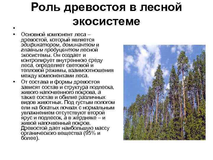 Признаки леса. Роль древостоя в Лесной экосистеме. Ярусы древостоя. Форма древостоя яруса. Структура древостоя.