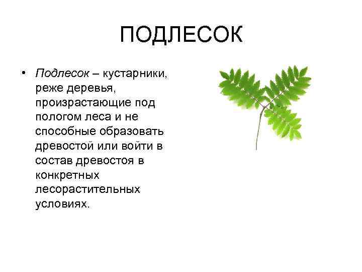     ПОДЛЕСОК • Подлесок – кустарники,  реже деревья,  произрастающие