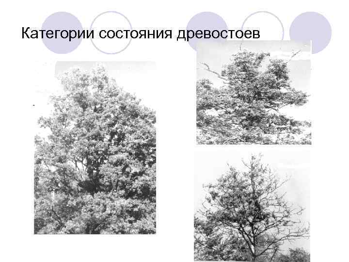 Категории состояния древостоев 